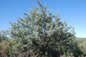 Buffaloberry