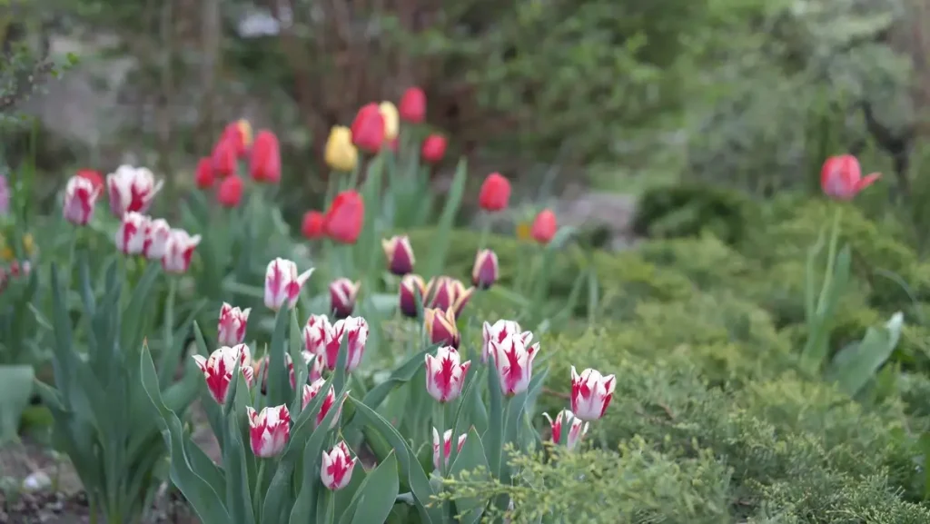Bulbs — Gardening Guider