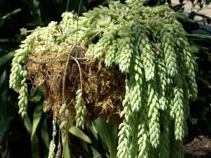 Burro’s Tail Care (Sedum Morganianum): Trailing Succulent Guide