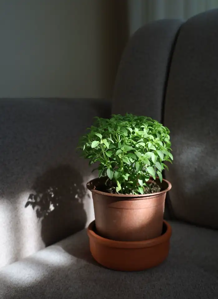 Bush basil in a terracotta pot catching indoor sunlight.