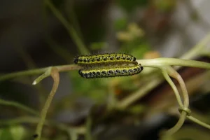 Cabbage White Caterpillars