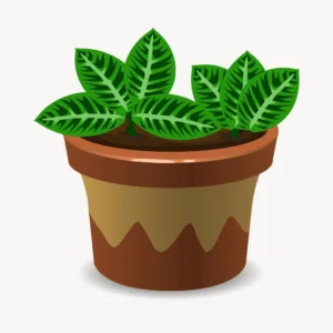 Calathea Care