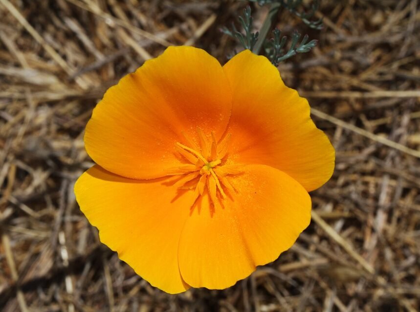 California poppies
