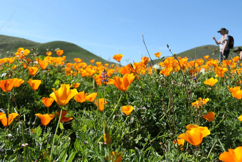 California poppy, Eschscholzia californica.