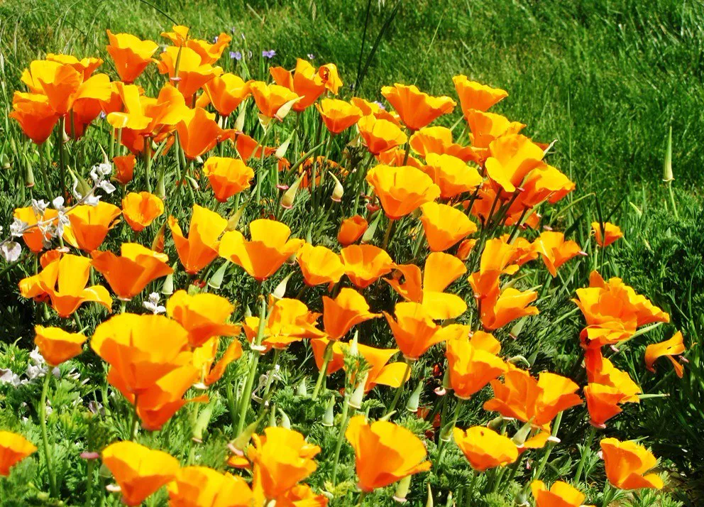 Field of orange California poppies.