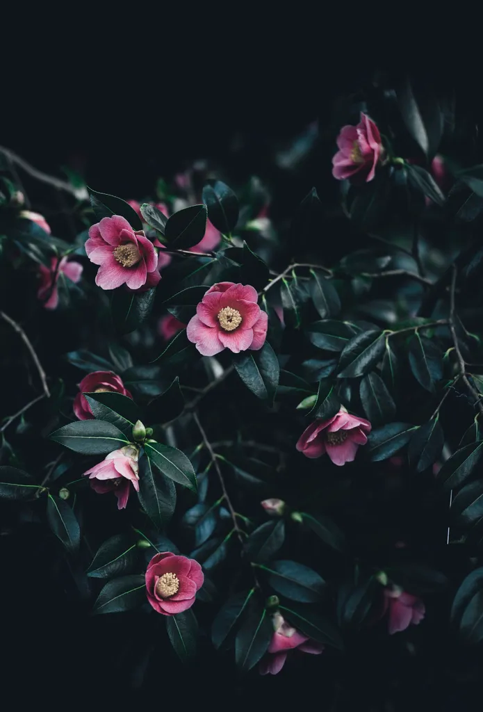 Camellias — Small pink camellia flowers.