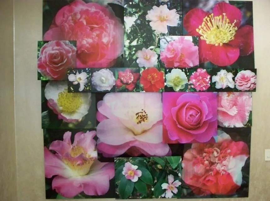 How to Grow Camellias (Elegant Winter Blooms)