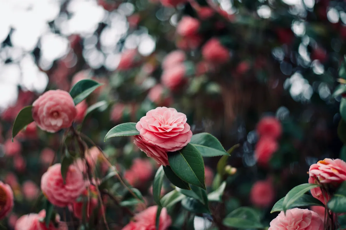 Pink camellias in full bloom create a springtime scene.