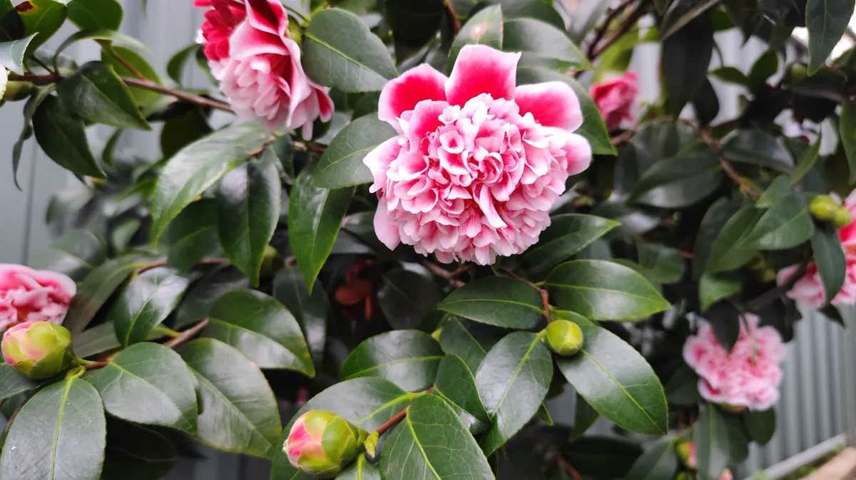 Pink Camellia Japonica flowers in a garden setting.