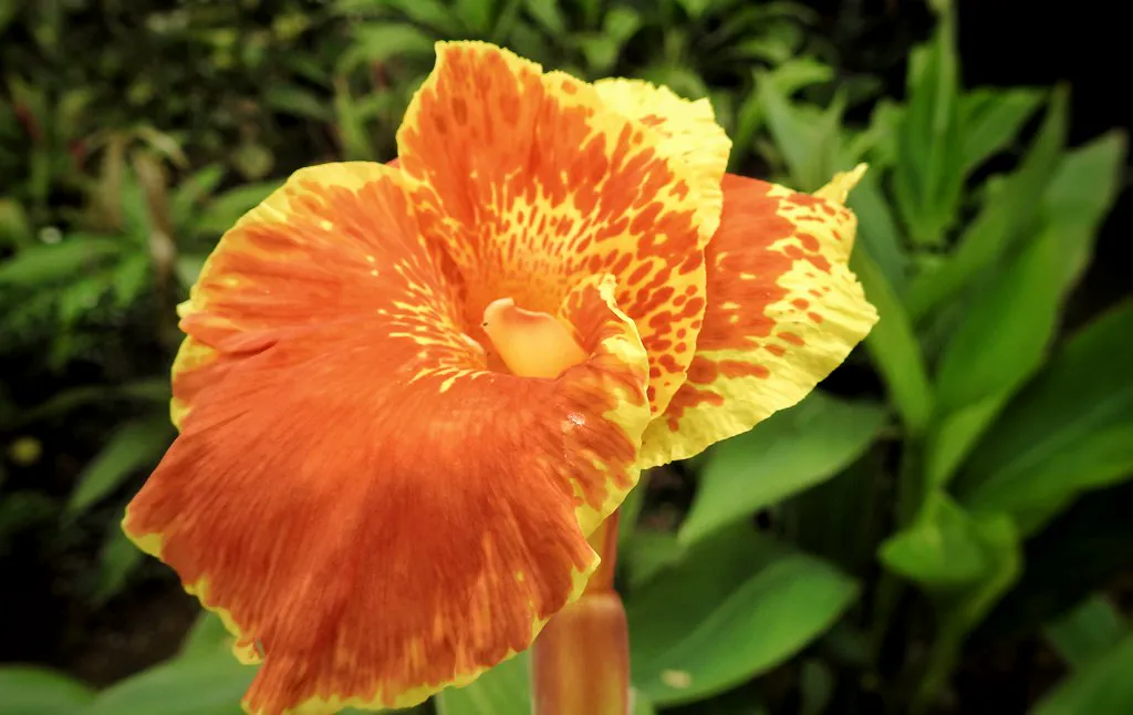 How to grow canna lilies — tall canna with scarlet flowers and broad green leaves