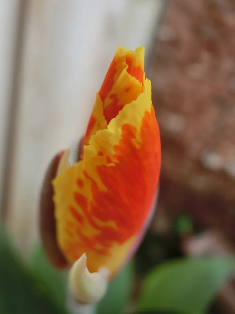 Canna Flower.