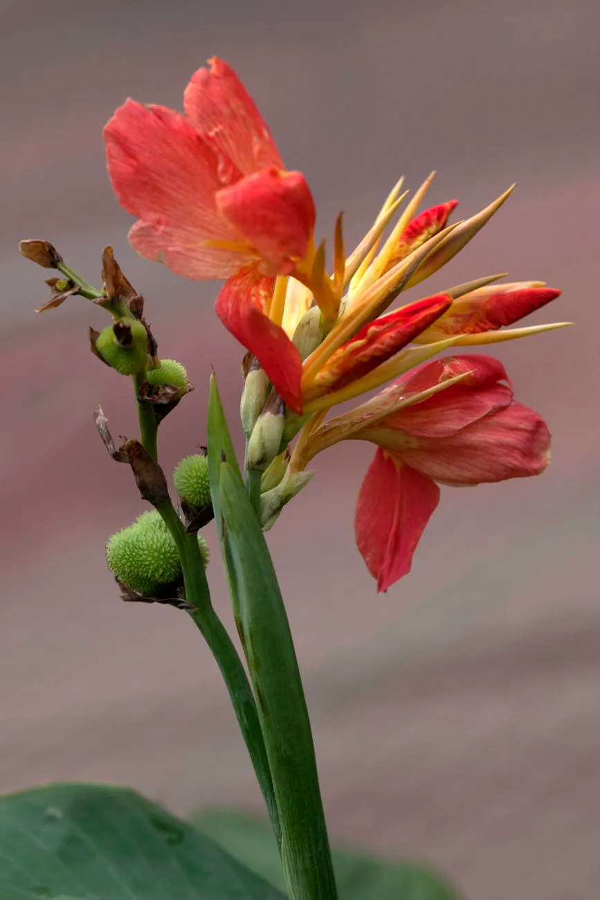 Vivid close up of a red Canna Indica flower with buds and green seed pods.