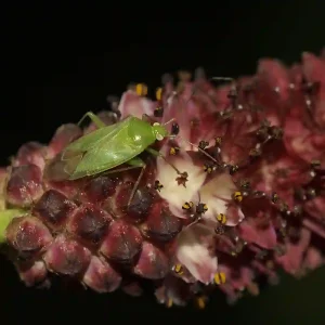 Capsid Bugs: How to Identify and Get Rid of Them