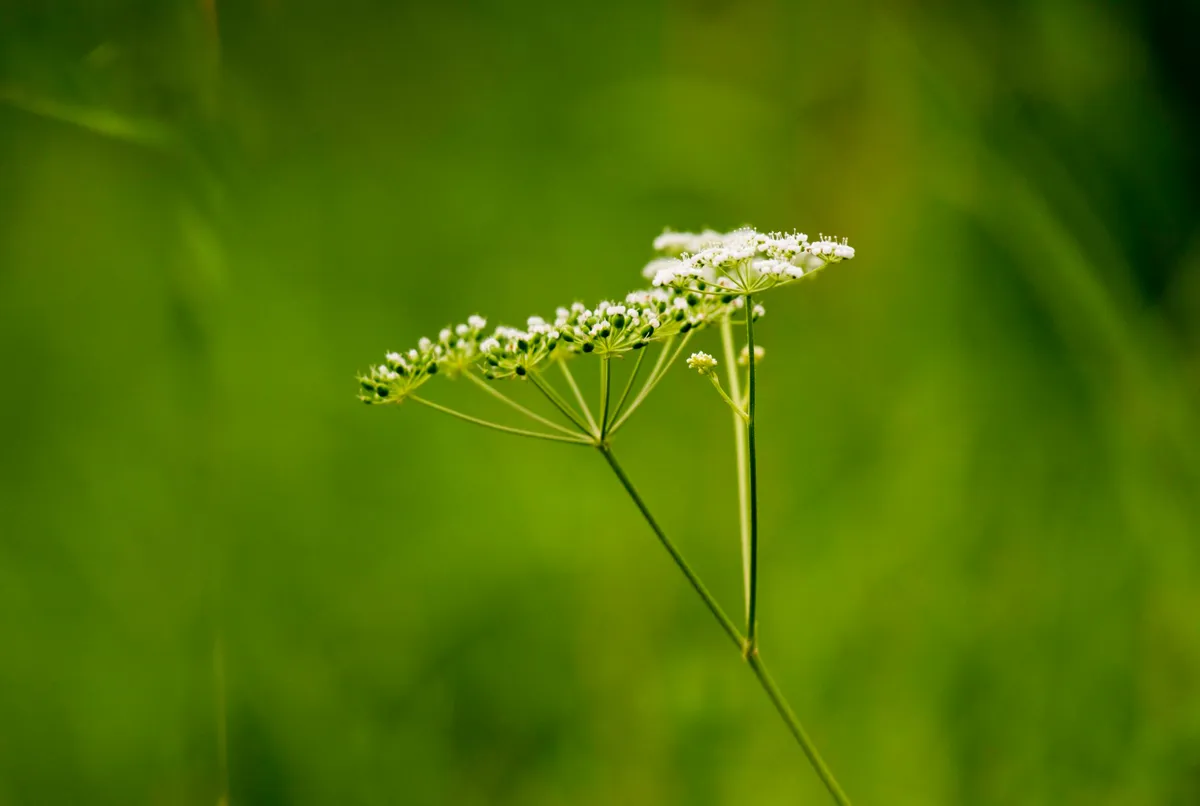 Detailed close-up of caraway flowers blooming in a green meadow.