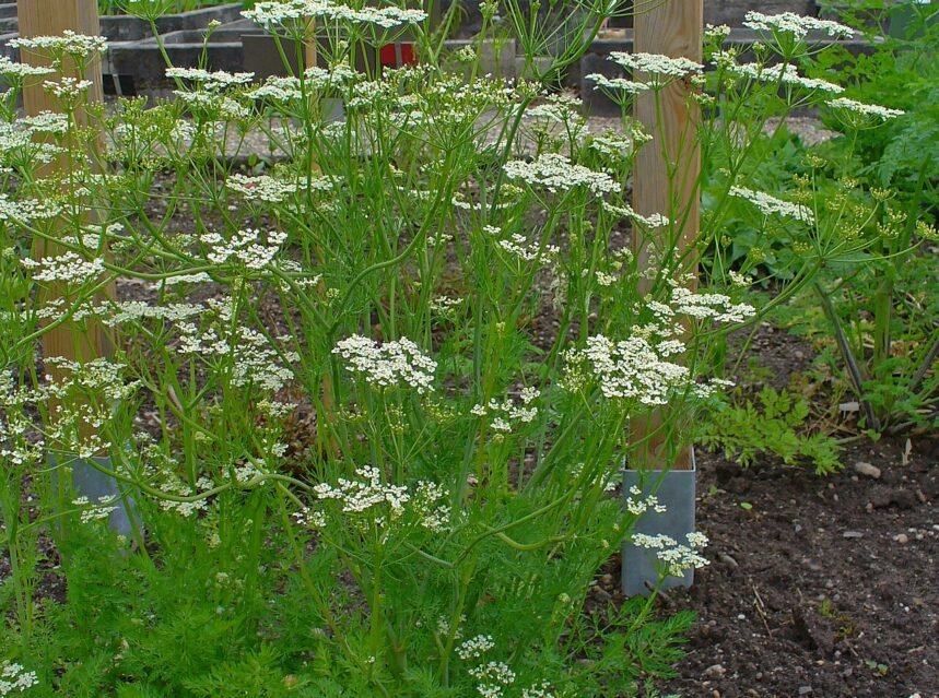 Caraway