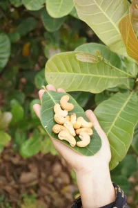 How to Grow Cashew