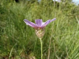 How to Grow Catananche (Cupid’s Dart)