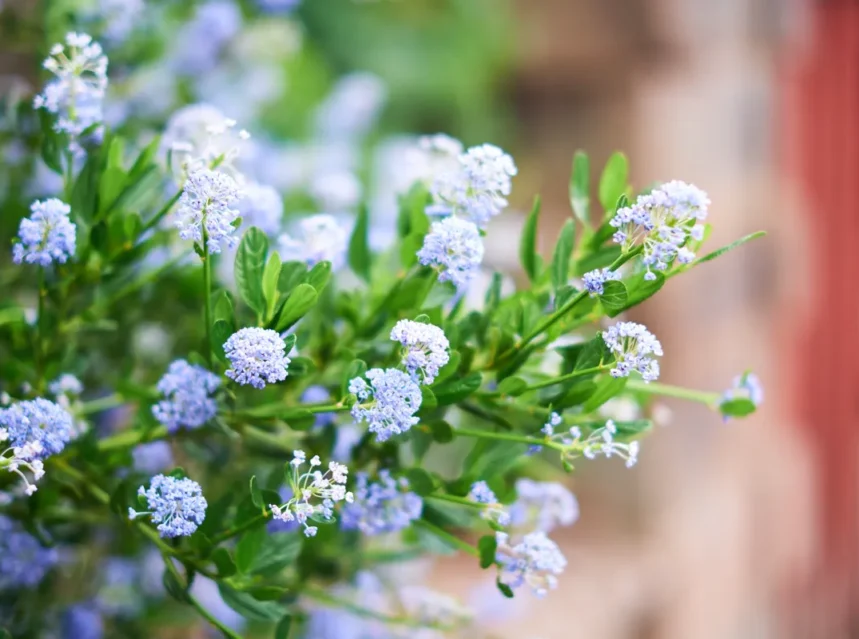 Ceanothus