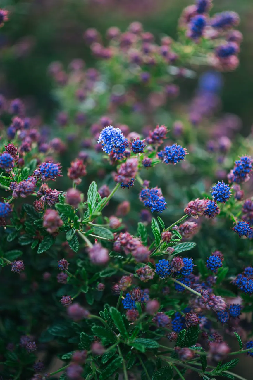Close-up of blue and purple ceanothus flowers in full spring bloom, showing why growing ceanothus rewards a sunny spot.