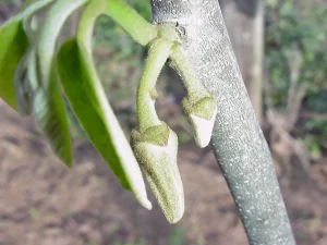 How to Grow Cherimoya