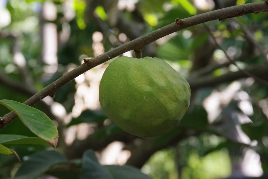 Young cherimoya tree with broad green leaves growing outdoors