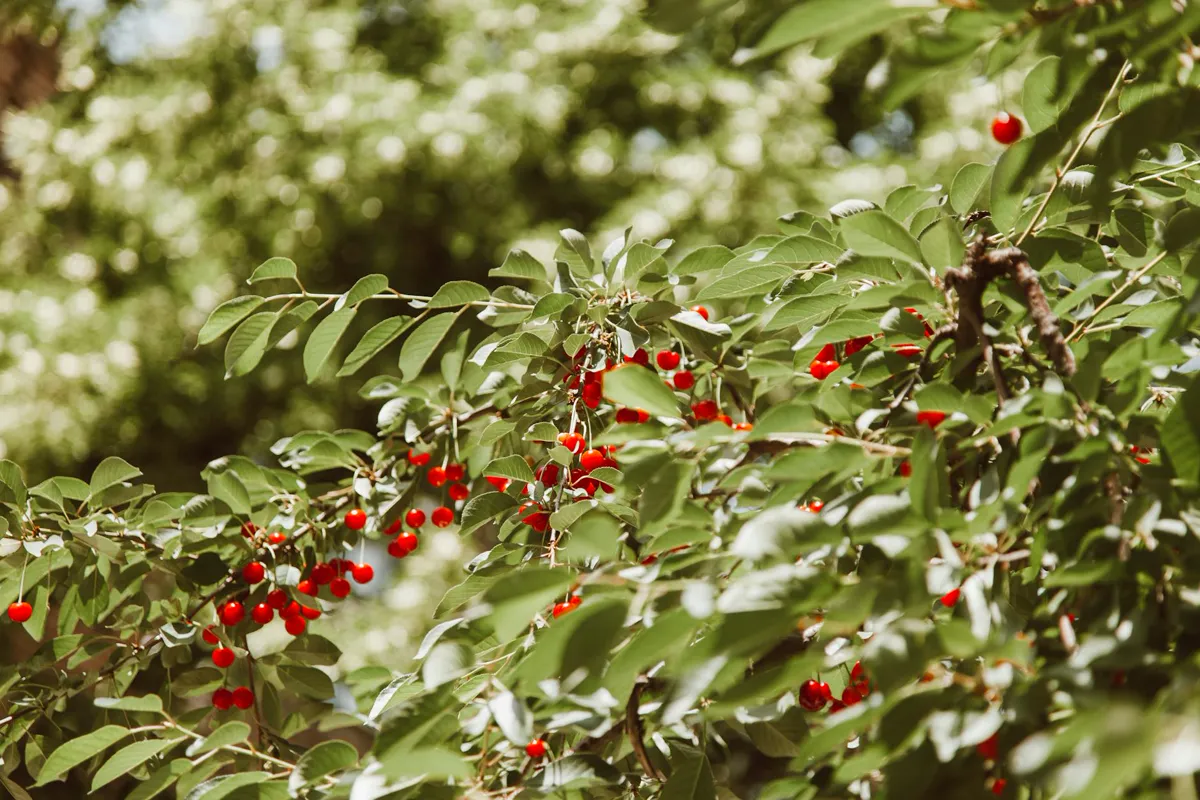 Close-up of a branch with ripe red cherries.