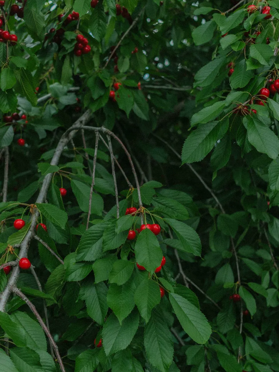Branches with bright red cherries and rich green leaves.