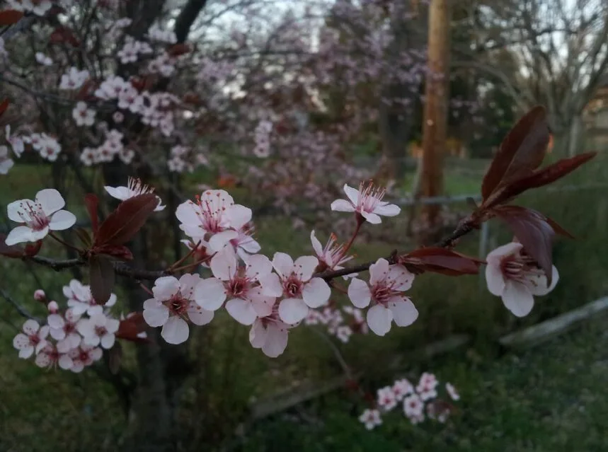Ripe red cherries on a cherry tree