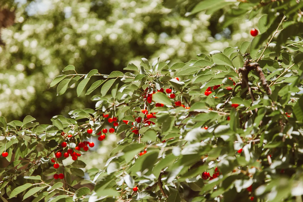 Close up of a branch with ripe red cherries against a green leafy background.