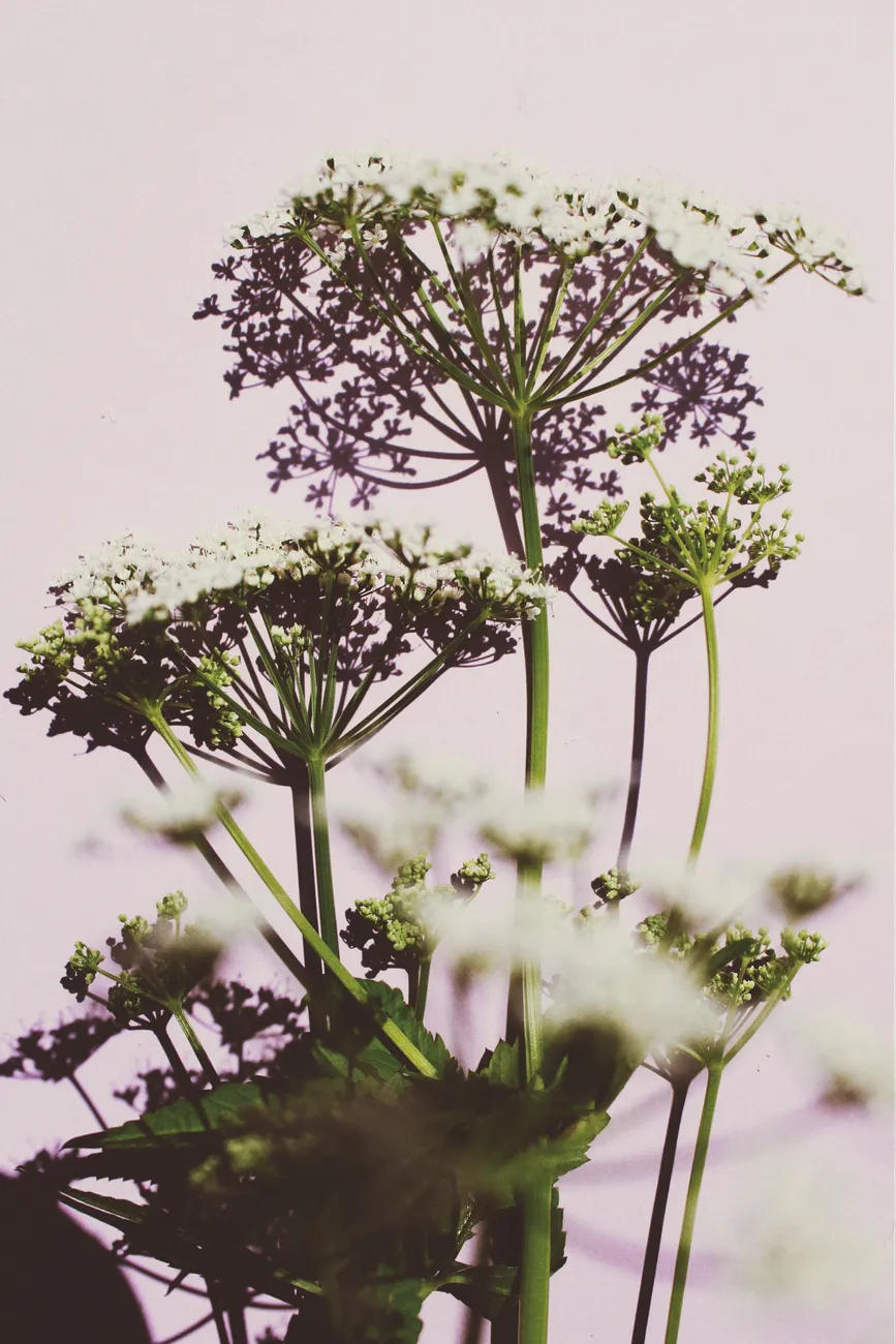 Artistic close-up of chervil plant with flowers and soft shadows.