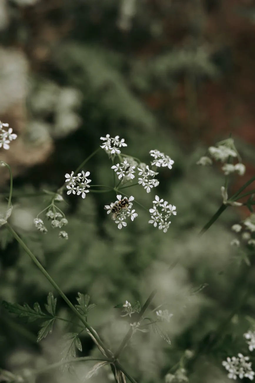 Close-up of white meadow chervil flowers in focus, capturing the beauty of nature's.