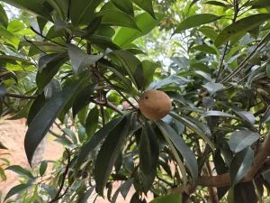 How to Grow Chikoo