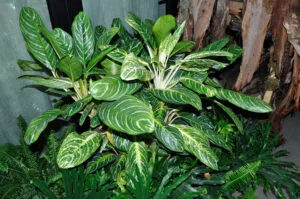 Chinese Evergreen Care