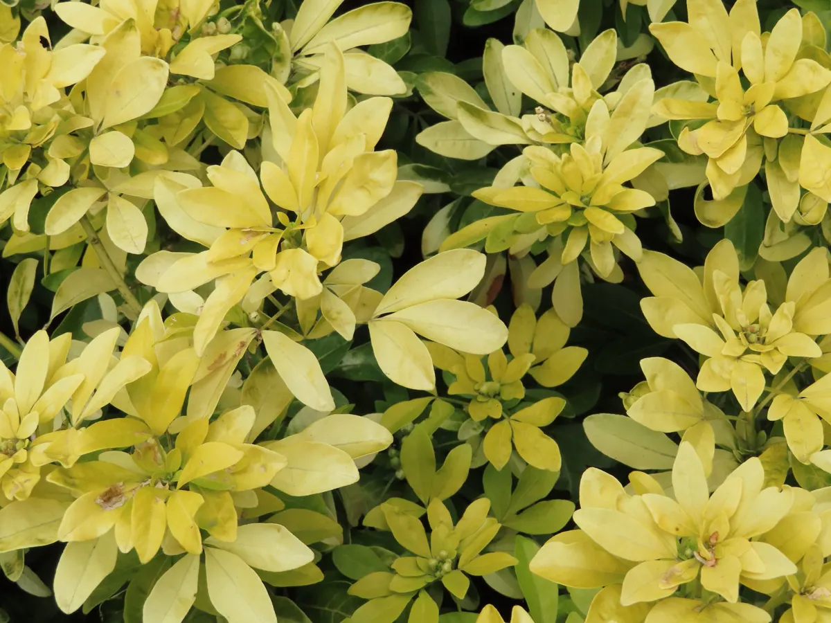 Close-up capture of yellow Choisya Ternata leaves.