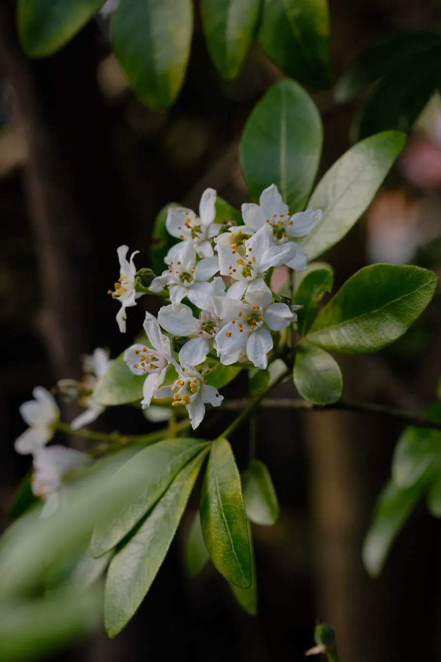 White choisya flowers among glossy green leaflets