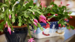 Christmas Cactus Care