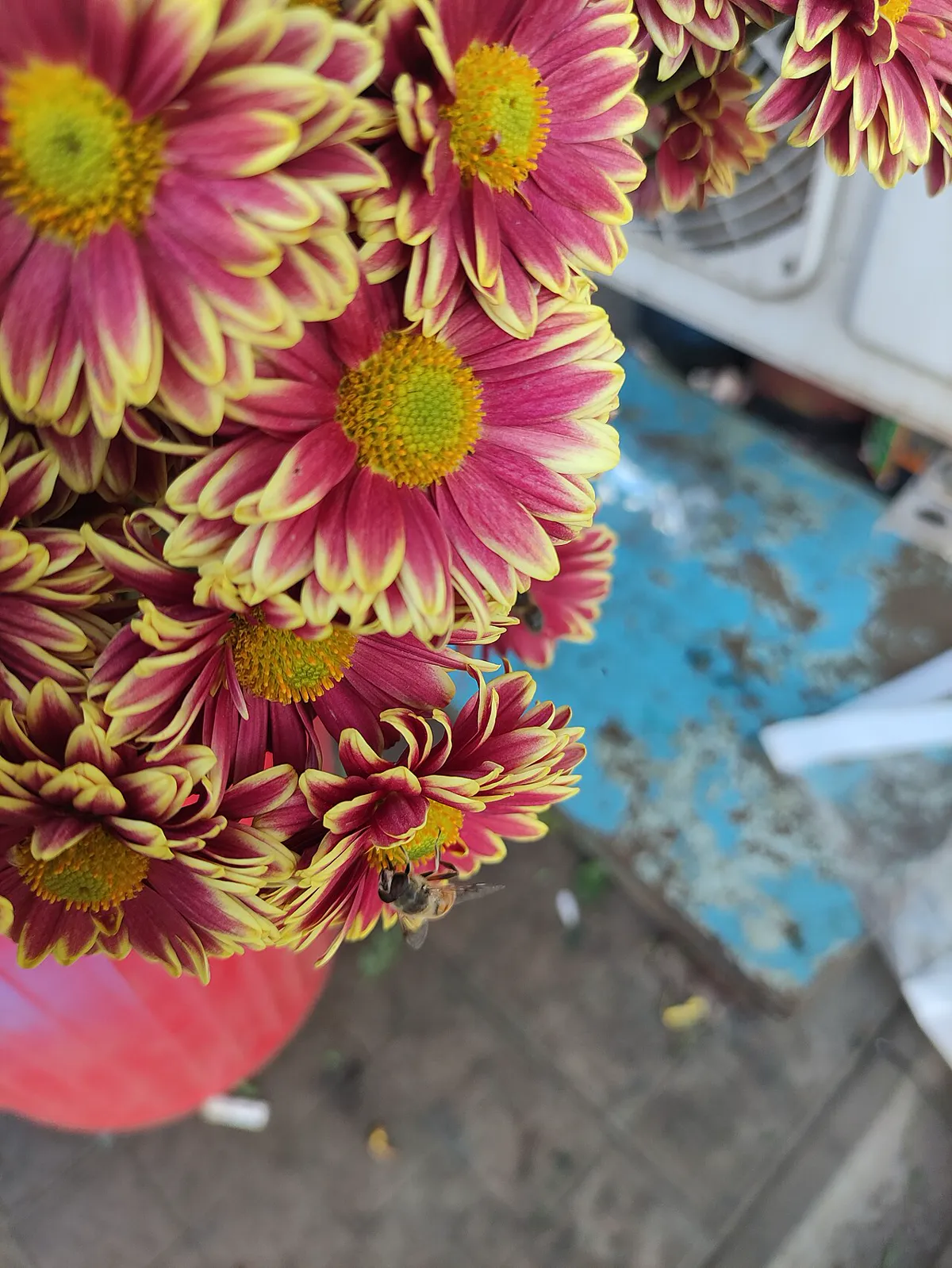 Chrysanthemums — Pink Chrysanthemum flower in Flowering plant market.