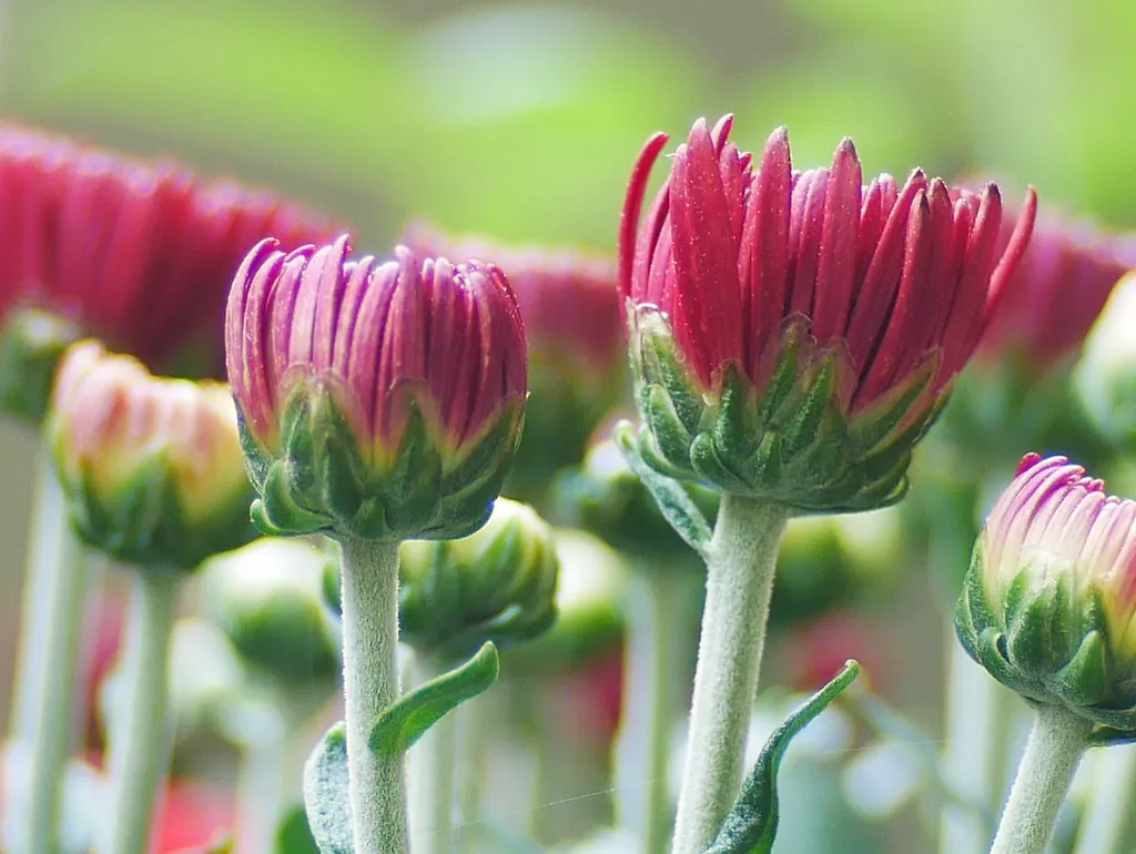 Chrysanthemums — chrysanthemum flowers.