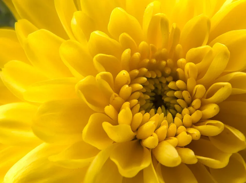 How to Grow Chrysanthemums (Mums) for a Fall Show