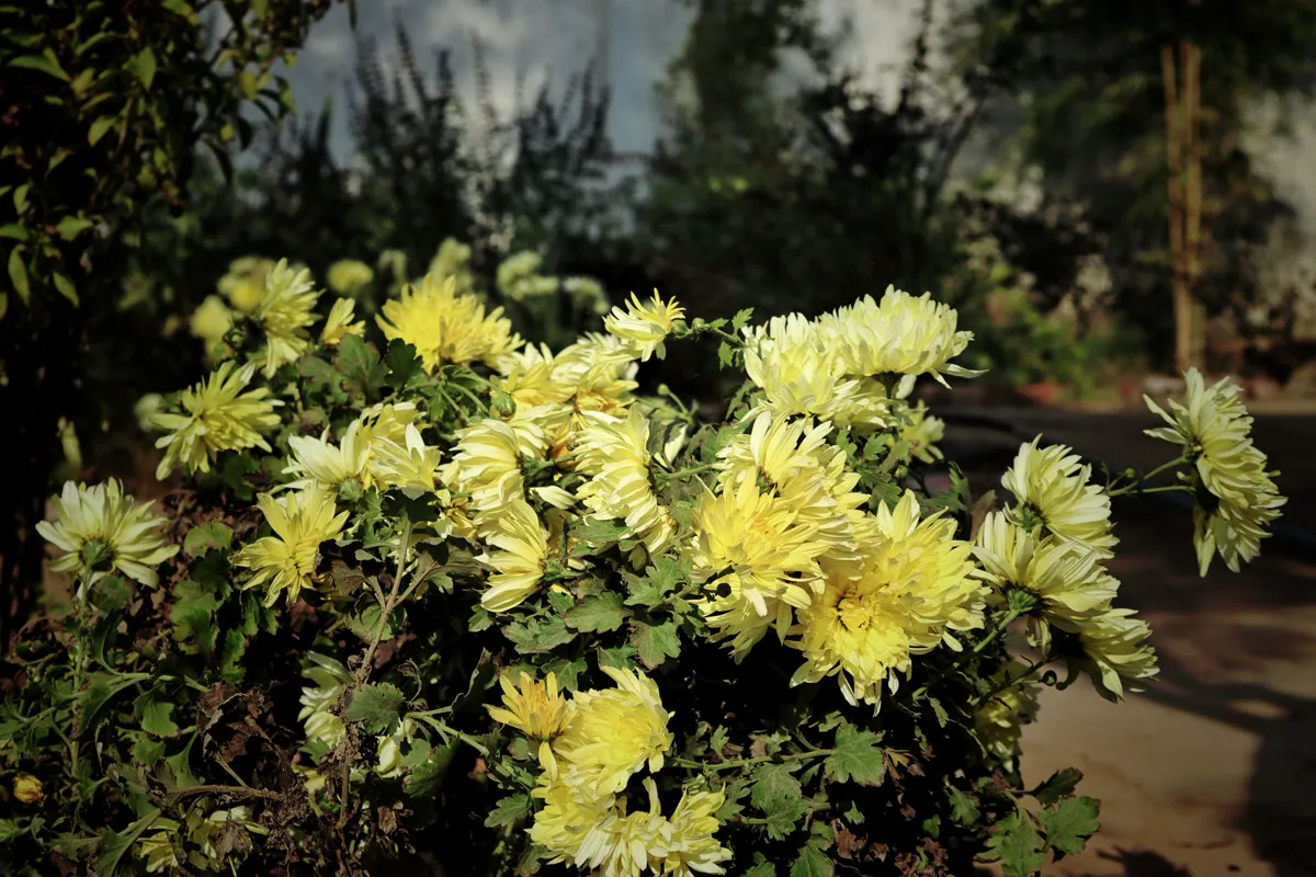 A vibrant cluster of yellow chrysanthemums basking in the outdoors.