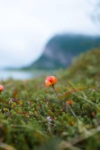 How to Grow Cloudberry