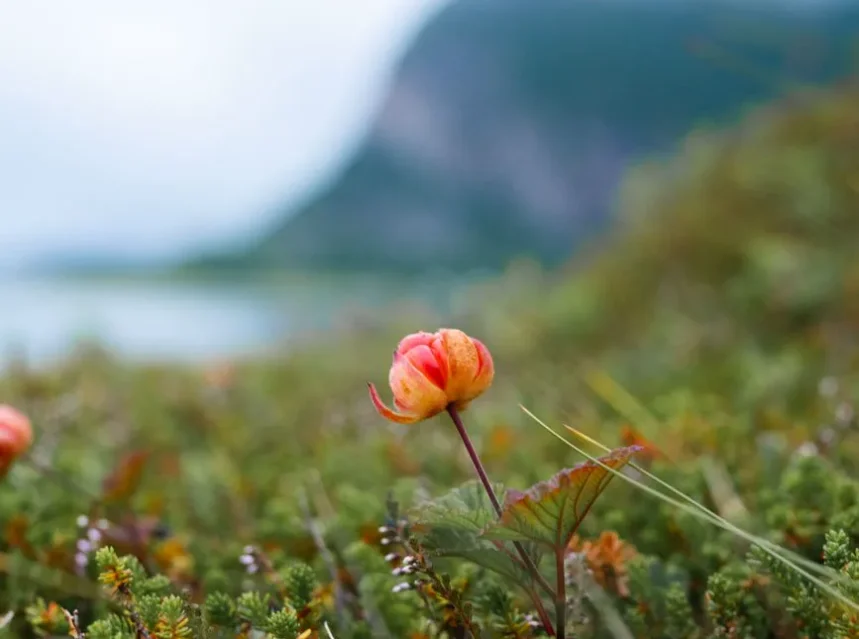 Single amber cloudberry ripening on tundra heath with a fjord and cliff behind