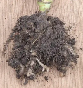 Club Root