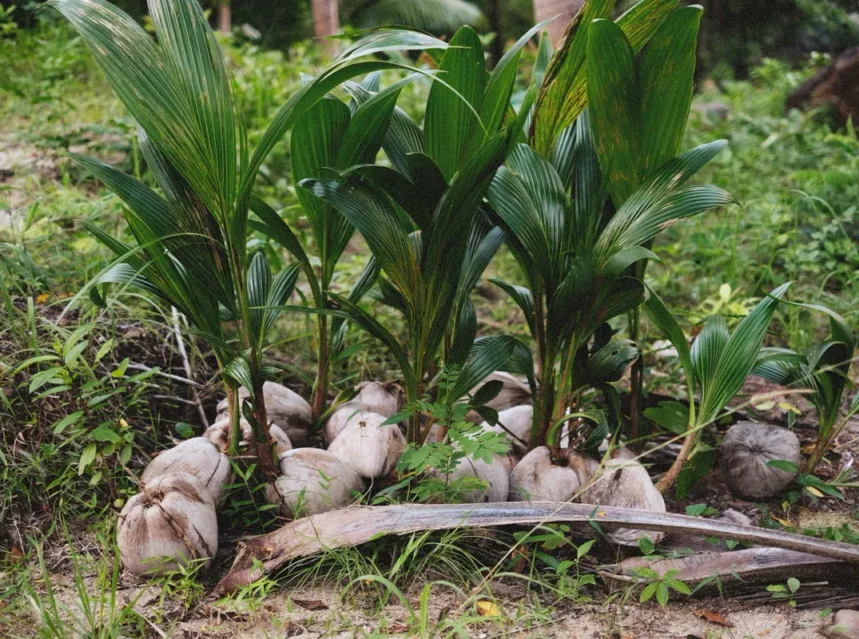 Coconut