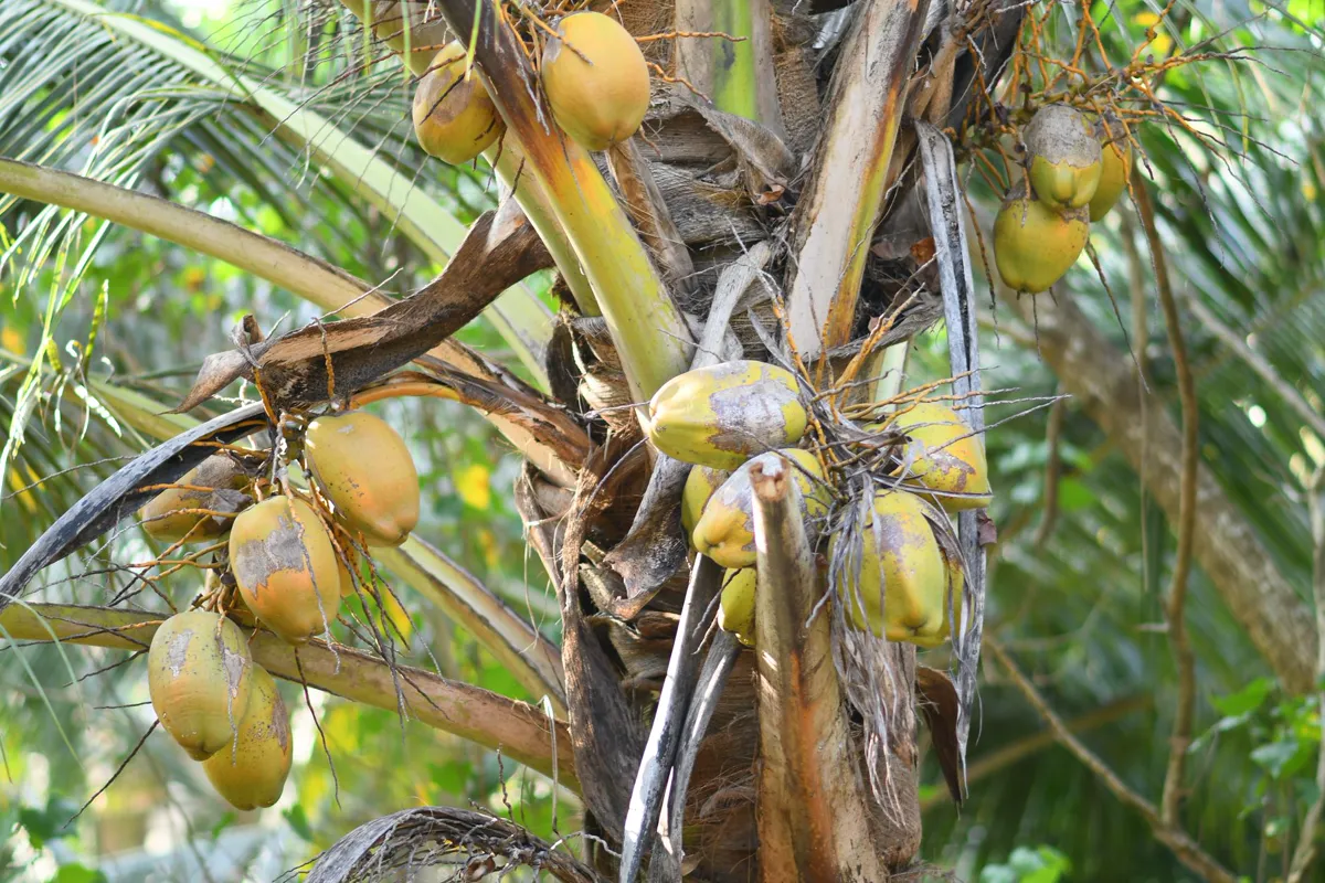 Close-up of a coconut tree with ripe coconuts in Indore, India.