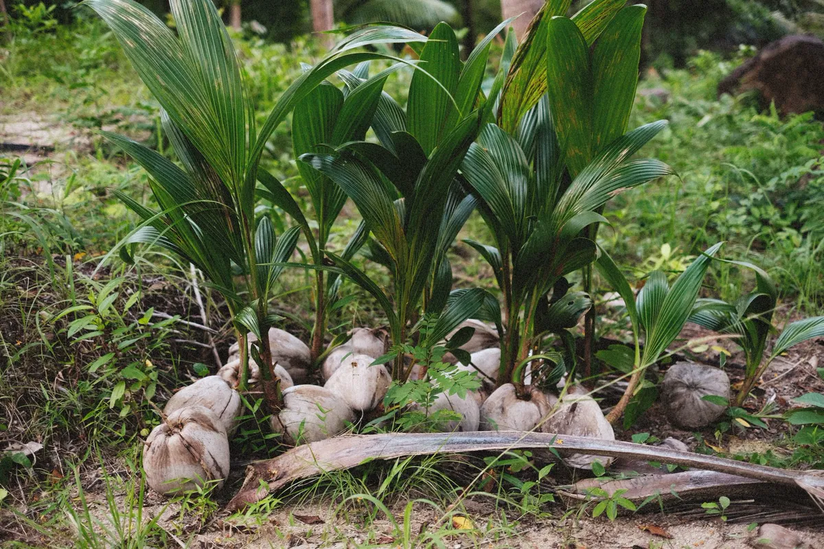 Young coconut palms with fallen nuts on sandy ground