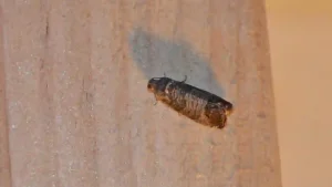 Codling Moth