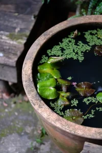 Container Pond Guide
