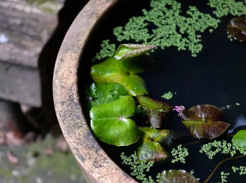 Terracotta container pond with water lily pads and floating plants