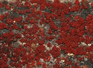 Coral Spot